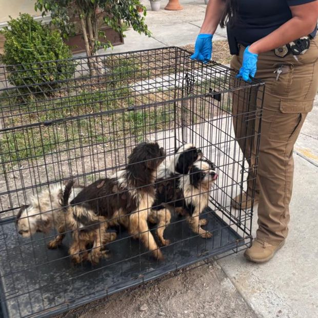 Rescatan a Cuatro Perros con Desnutrición y Lesiones Durante Cateo en Tijuana